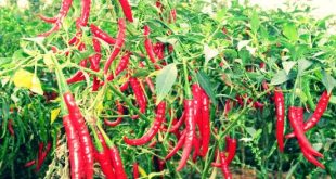 Cara Menanam Cabe Mudah Cepat Pasti Berbuah