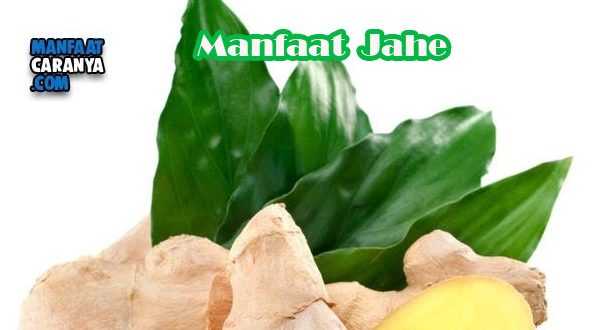 Manfaat Jahe Untuk Kesehatan Tubuh
