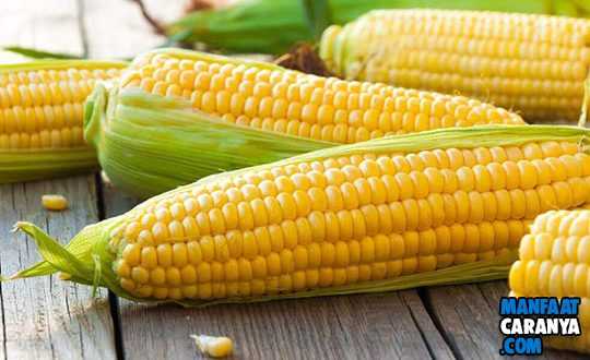 Manfaat Jagung Untuk Ibu Hamil