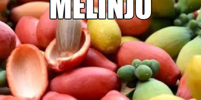 Manfaat Melinjo yang Jarang Diketahui Orang